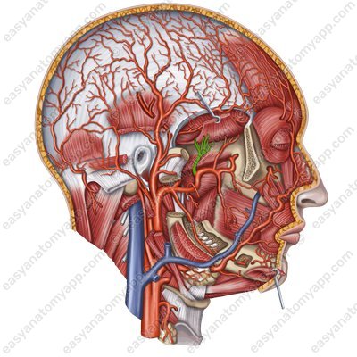 Задняя глубокая височная артерия (a. temporales profundae posterior)